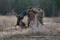 Луганские пограничники одели своих собак в бронежилеты
