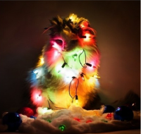 Куклачев просит не делать из кошек... новогодние елки
