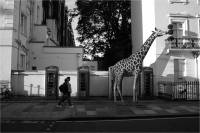Фотограф представил, как выглядели бы дикие животные на улицах современного города
