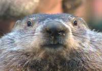 В Канаде сурок-предсказатель умер накануне Дня сурка