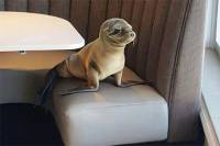 В США проголодавшийся морской лев занял в рыбном ресторане столик у окна