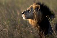 Сбежавшие из Национального парка Кении львы, оказались на улицах столицы