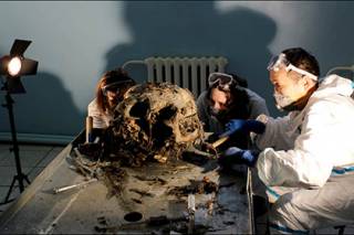 Из вечной мерзлоты извлекли древний мозг щенка