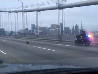 Американские полицейские устроили мотопогоню за... чихуахуа