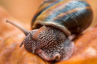 Биологи выяснили, как улитки принимают важные решения