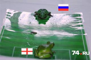 Челябинские жабы настолько суровы, что пророчат своей сборной победу над англичанами
