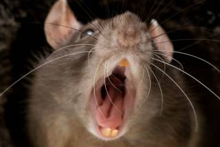 На Ивано-Франковщине бешеная крыса набросилась на женщину