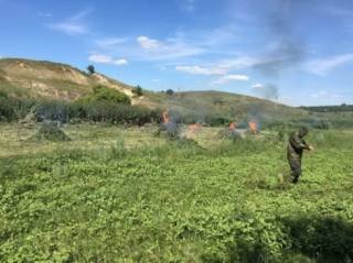 В зоне АТО уничтожена наркоплантация, стоимостью более миллиона долларов