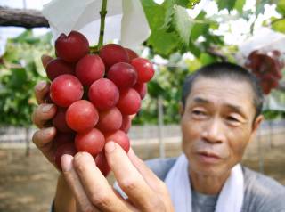 В Японии одну гроздь винограда продали за... без малого 11 тысяч долларов