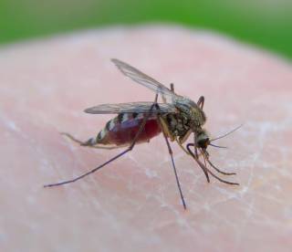 В Швеции прошел чемпионат по ловле комаров