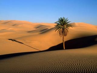 Египетские ученые придумали, как вырастить лес в пустыне