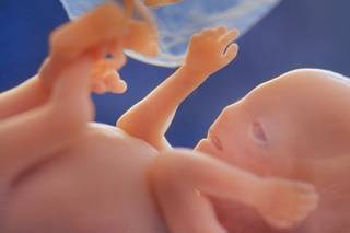 Ученые установили, что в основе развития эмбрионов человека и животных лежит геометрия