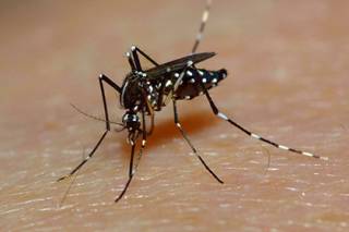 Ученые будут бороться с «больными» насекомыми с помощью комаров-мутантов