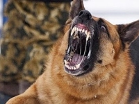 Собаки загрызли насмерть еще одного человека. На этот раз на Херсонщине