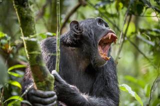 Ученые на примере шимпанзе показали, что может сделать народ с беглым диктатором