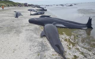 Более 400 дельфинов выбросились на берег в Новой Зеландии