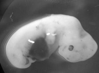 Генетические прорывы: рыбы против рака, химеры человеко-свиньи и давящаяся опухолью сальмонелла