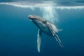Модный «синий кит»
