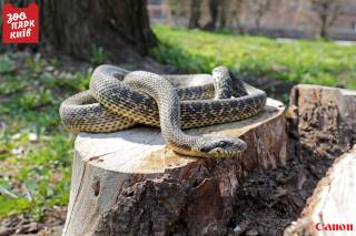 В Киеве на детской площадке обнаружили редкую краснокнижную змею