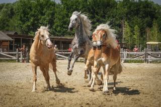«Парк Киевская Русь» приглашает в мир животных
