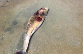 В Одесской области погибли десятки дельфинов