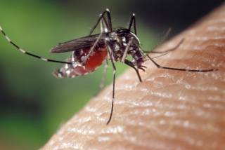 После укуса комара в теле жителя Кременчуга поселился 5-сантиметровый паразит