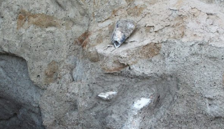 В Одесской области обнаружили останки древних животных