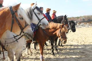 19 и 20 августа в Древнем Киеве покажут 20 исторических пород лошадей