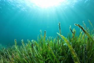 Ученые выяснили, что жизнь на Земле зародилась благодаря водорослям