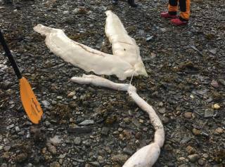Ученых заинтересовали жуткие останки неизвестного существа, обнаруженные на побережье Аляски