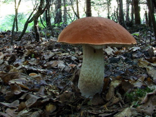 Ученые уверены, что белые грибы могут замедлить старение организма