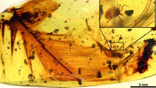 Палеонтологи обнаружили нечто очень необычное в случайно найденном год назад куске янтаря
