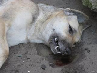 В Киеве неизвестные догхантеры травят собак средством от туберкулеза