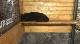 В частном зоопарке в Подмосковье пантера растерзала украинца, который приехал погостить к брату