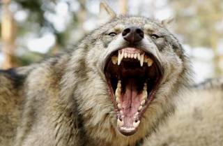 Из-за нападения волчицы на людей на Черниговщине ликвидировали собак и даже кота