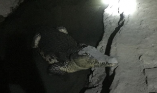 В Питере обнаружен склад боеприпасов, который охранял живой крокодил