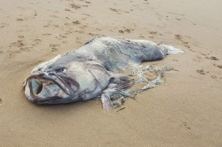 В Австралии на пляже нашли двухметрового монстра