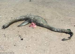 «Лох-несское чудовище» загадочно исчезло с американского пляжа