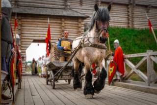 В эти выходные под Киевом представят уникальную коллекцию лошадей