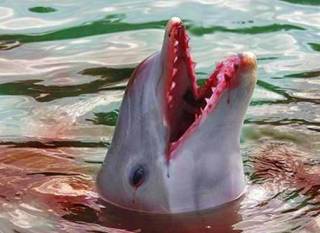 В Крыму массово истребляют дельфинов
