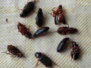 Жителей села на Хмельнитчине терроризируют неизвестные жуки