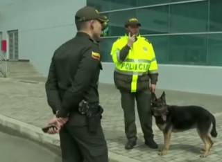 Гроза наркоторговцев: колумбийская мафия назначила награду за голову пса-полицейского