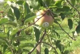 Украинские фермеры вырастили «улыбающиеся» яблоки