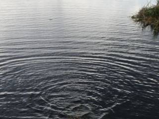 В Киеве в пруду утонул нетрезвый мужчина