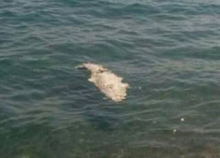На пляже в Ялте люди обнаружили мертвого крокодила
