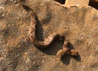 В США поймали двухголовую ядовитую змею