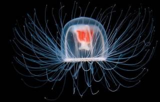 Ученые обнаружили в тропических морских глубинах бессмертную медузу
