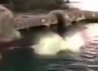 В Канаде хулиган прыгнул в аквариум с акулами, после чего сбежал от полиции