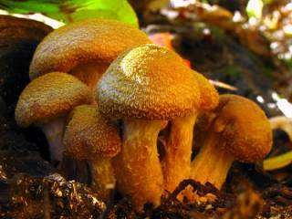 Ученые назвали гриб площадью 37 га «самым большим организмом» в мире