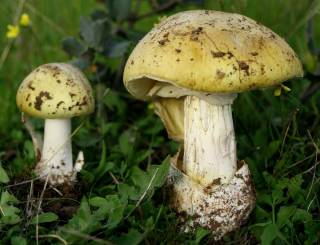 В Запорожской области зафиксировано сразу несколько отравлений грибами